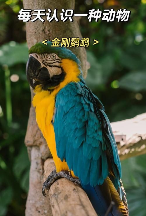 金剛鸚鵡魚特征圖解：金剛鸚鵡魚與其他鸚鵡魚的形態(tài)與雜交背景使其成為水族箱中的焦點