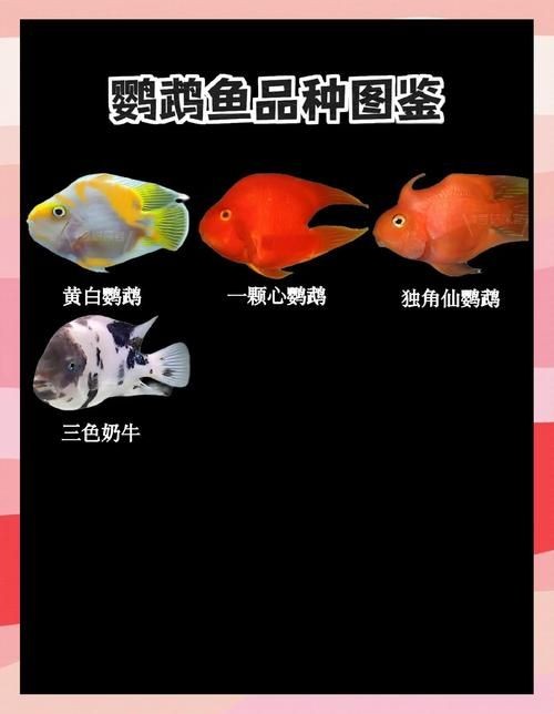 金剛鸚鵡魚特征圖解：金剛鸚鵡魚與其他鸚鵡魚的形態(tài)與雜交背景使其成為水族箱中的焦點