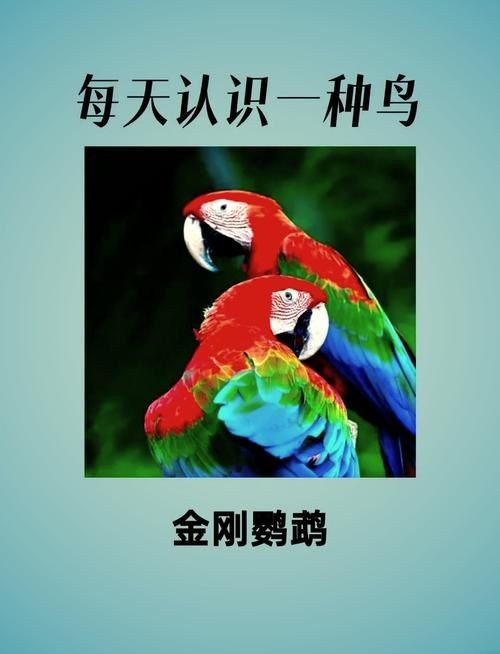 金剛鸚鵡魚特征圖解：金剛鸚鵡魚與其他鸚鵡魚的形態(tài)與雜交背景使其成為水族箱中的焦點