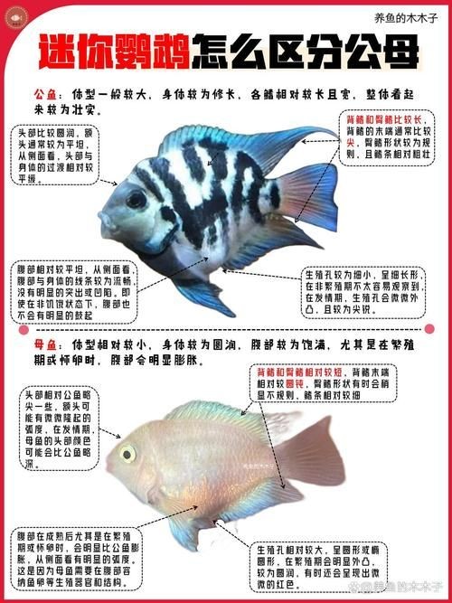 金剛鸚鵡魚特征圖解：金剛鸚鵡魚與其他鸚鵡魚的形態(tài)與雜交背景使其成為水族箱中的焦點