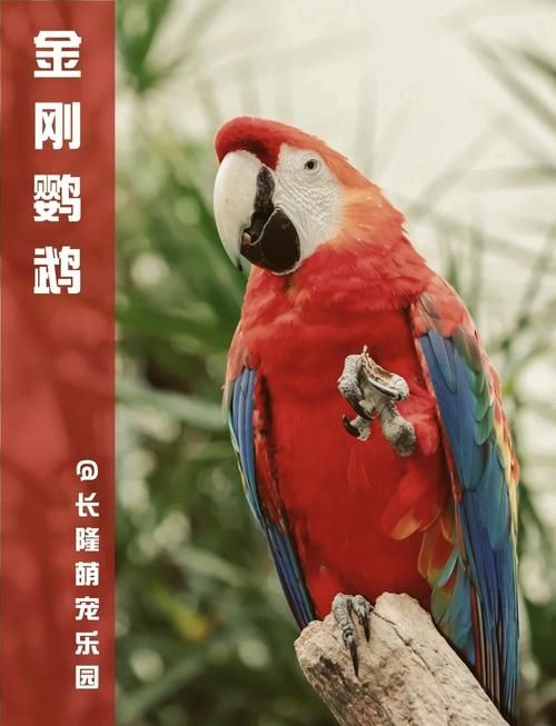 金剛鸚鵡魚特征圖解：金剛鸚鵡魚與其他鸚鵡魚的形態(tài)與雜交背景使其成為水族箱中的焦點