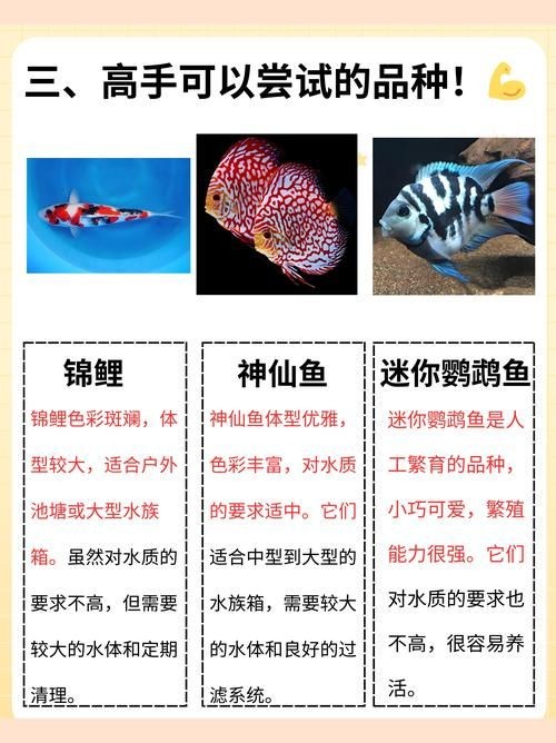 金剛鸚鵡魚特征圖解：金剛鸚鵡魚與其他鸚鵡魚的形態(tài)與雜交背景使其成為水族箱中的焦點