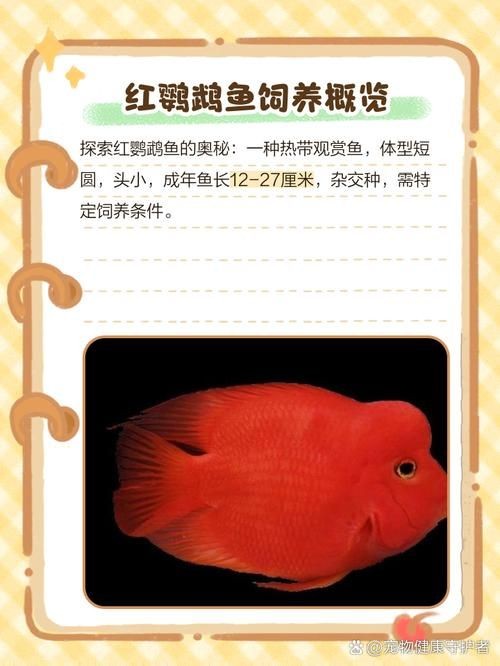 金剛鸚鵡魚特征圖解：金剛鸚鵡魚與其他鸚鵡魚的形態(tài)與雜交背景使其成為水族箱中的焦點