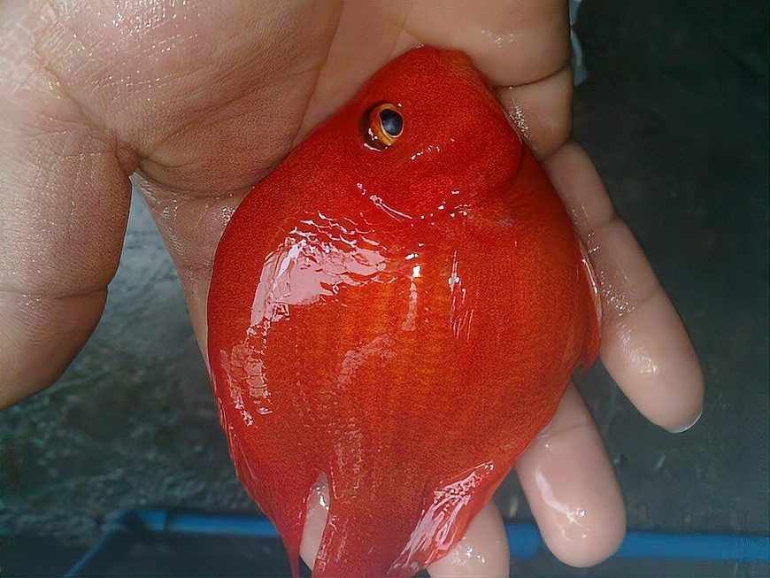 金剛鸚鵡魚特征圖解：金剛鸚鵡魚與其他鸚鵡魚的形態(tài)與雜交背景使其成為水族箱中的焦點