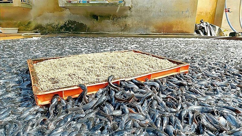 海鯰魚為何不能養：養殖海鯰魚的注意事項