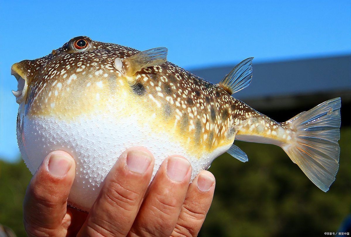 海鯰魚為何不能養：養殖海鯰魚的注意事項