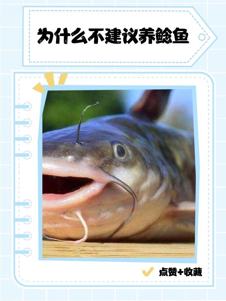 海鯰魚為何不能養：養殖海鯰魚的注意事項