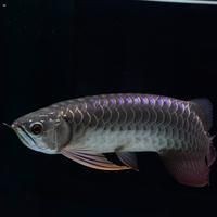 海鯰魚為何不能養：養殖海鯰魚的注意事項