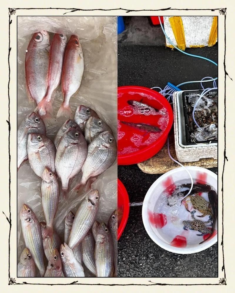 海鰱魚(yú)多少錢(qián)一斤:海鰱魚(yú)價(jià)格行情走勢(shì)(活鰱魚(yú)批發(fā)價(jià)格 龍魚(yú)論壇 第1張 海鰱魚(yú)多少錢(qián)一斤:海鰱魚(yú)價(jià)格行情走勢(shì)(活鰱魚(yú)批發(fā)價(jià)格 海鰱魚(yú)多少錢(qián)一斤:海鰱魚(yú)價(jià)格行情走勢(shì)(活鰱魚(yú)批發(fā)價(jià)格 龍魚(yú)論壇 第1張