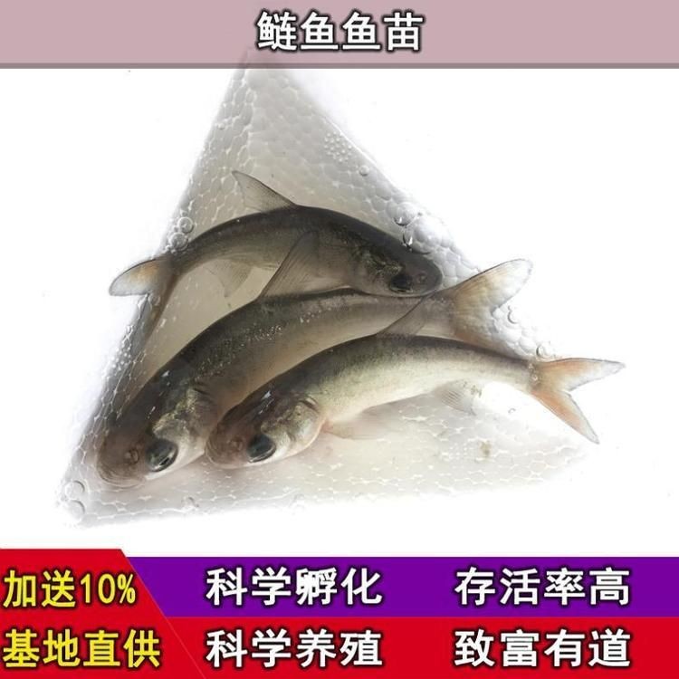 海鰱魚(yú)多少錢(qián)一斤:海鰱魚(yú)價(jià)格行情走勢(shì)(活鰱魚(yú)批發(fā)價(jià)格 龍魚(yú)論壇 第5張 海鰱魚(yú)多少錢(qián)一斤:海鰱魚(yú)價(jià)格行情走勢(shì)(活鰱魚(yú)批發(fā)價(jià)格 海鰱魚(yú)多少錢(qián)一斤:海鰱魚(yú)價(jià)格行情走勢(shì)(活鰱魚(yú)批發(fā)價(jià)格 龍魚(yú)論壇 第5張