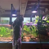久鼎魚缸值得買嗎：久鼎魚缸開缸記:9月新家第一缸,虛構現實研究所 久鼎魚缸值得買嗎：久鼎魚缸開缸記:9月新家第一缸,虛構現實研究所 龍魚百科 第11張