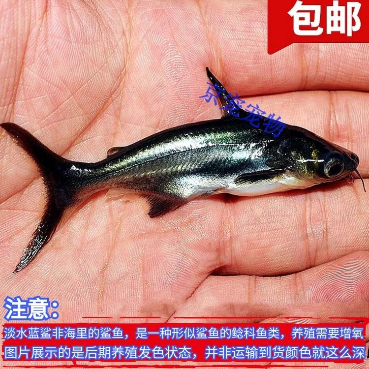 家養(yǎng)小鯊魚多少錢一條：“家養(yǎng)小鯊魚”并非簡(jiǎn)單的消費(fèi)行為而是涉及生態(tài)安全與法律責(zé)任