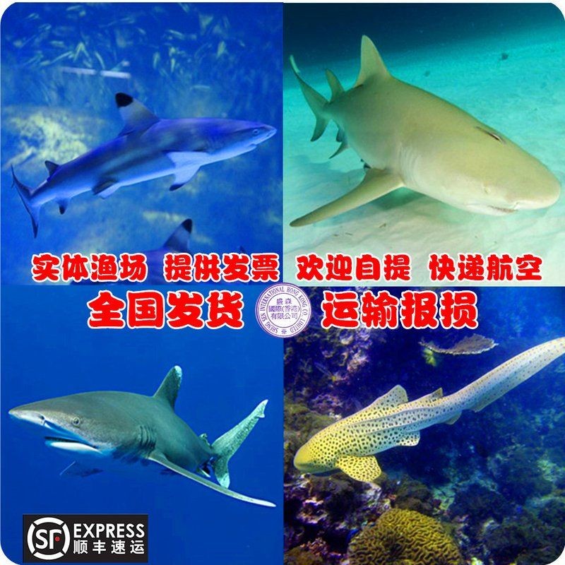 家養(yǎng)小鯊魚多少錢一條：“家養(yǎng)小鯊魚”并非簡(jiǎn)單的消費(fèi)行為而是涉及生態(tài)安全與法律責(zé)任
