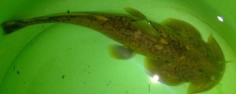 河里貼著石頭的魚叫什么：石爬[需手動填充]石爬子、青石爬子、黃石爬子、黃石爬子、火箭魚 河里貼著石頭的魚叫什么：石爬[需手動填充]石爬子、青石爬子、黃石爬子、黃石爬子、火箭魚 龍魚論壇 第1張
