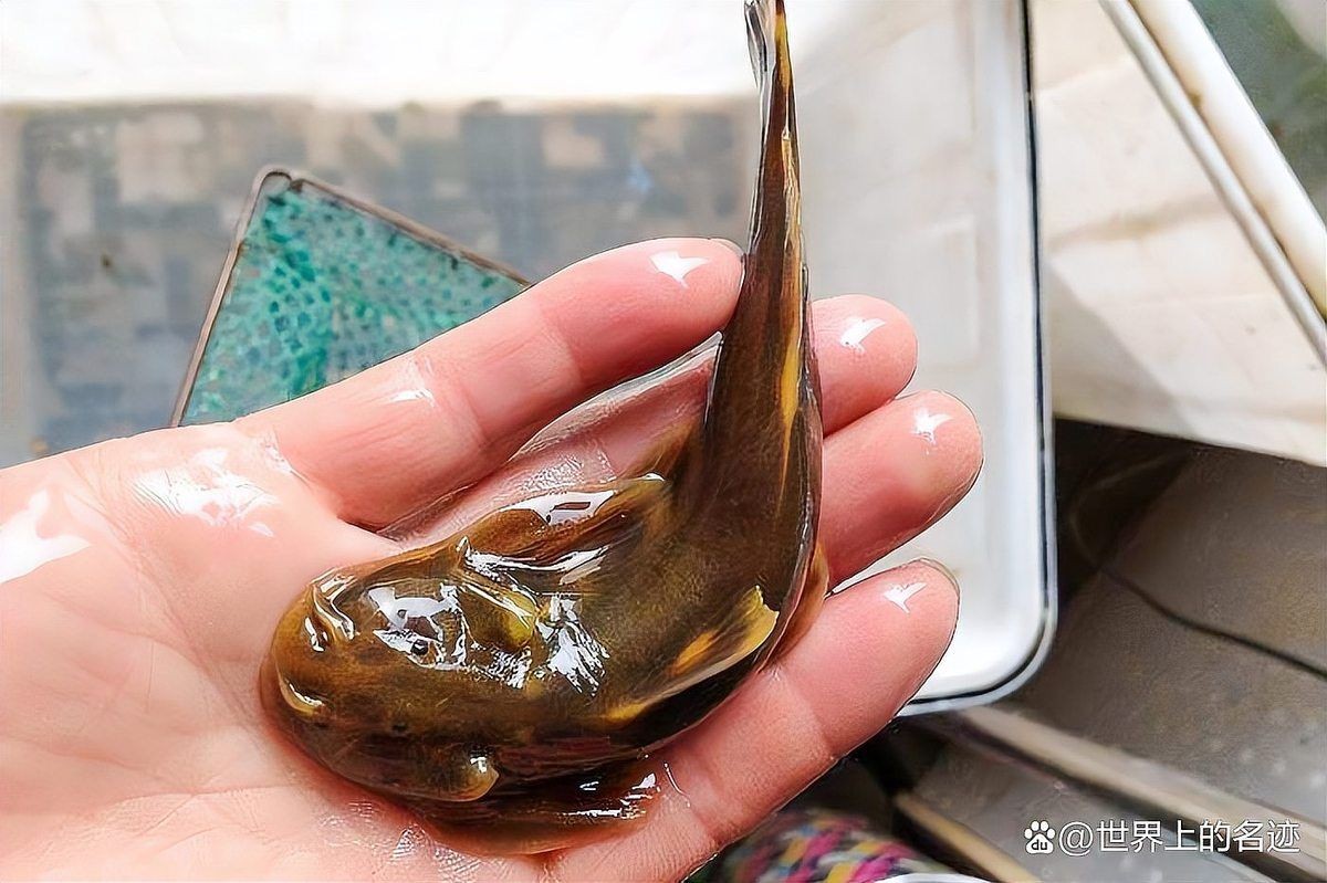 河里貼著石頭的魚叫什么：石爬[需手動填充]石爬子、青石爬子、黃石爬子、黃石爬子、火箭魚 河里貼著石頭的魚叫什么：石爬[需手動填充]石爬子、青石爬子、黃石爬子、黃石爬子、火箭魚 龍魚論壇 第9張