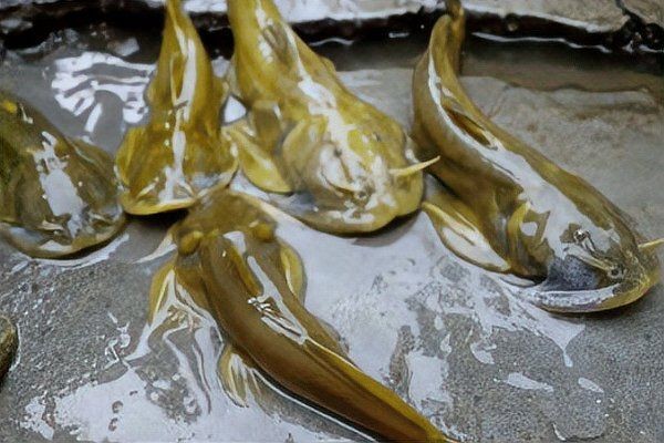 河里貼著石頭的魚叫什么：石爬[需手動填充]石爬子、青石爬子、黃石爬子、黃石爬子、火箭魚 河里貼著石頭的魚叫什么：石爬[需手動填充]石爬子、青石爬子、黃石爬子、黃石爬子、火箭魚 龍魚論壇 第5張