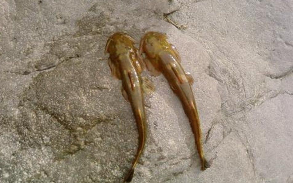 河里貼著石頭的魚叫什么：石爬[需手動填充]石爬子、青石爬子、黃石爬子、黃石爬子、火箭魚 河里貼著石頭的魚叫什么：石爬[需手動填充]石爬子、青石爬子、黃石爬子、黃石爬子、火箭魚 龍魚論壇 第3張