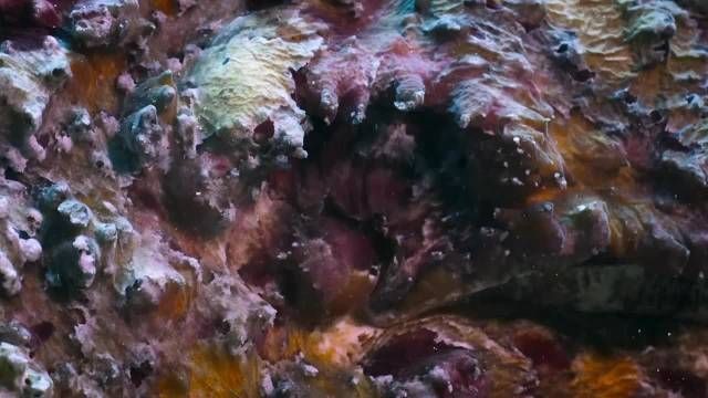 河里貼著石頭的魚叫什么：石爬[需手動填充]石爬子、青石爬子、黃石爬子、黃石爬子、火箭魚 河里貼著石頭的魚叫什么：石爬[需手動填充]石爬子、青石爬子、黃石爬子、黃石爬子、火箭魚 龍魚論壇 第17張