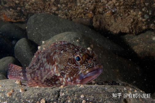 河里貼著石頭的魚叫什么：石爬[需手動填充]石爬子、青石爬子、黃石爬子、黃石爬子、火箭魚 河里貼著石頭的魚叫什么：石爬[需手動填充]石爬子、青石爬子、黃石爬子、黃石爬子、火箭魚 龍魚論壇 第19張
