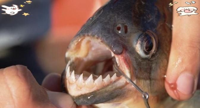 巨骨舌魚vs食人魚:亞馬遜水域的巨型掠食者 龍魚百科 第10張 巨骨舌魚vs食人魚:亞馬遜水域的巨型掠食者 巨骨舌魚vs食人魚:亞馬遜水域的巨型掠食者 龍魚百科 第10張