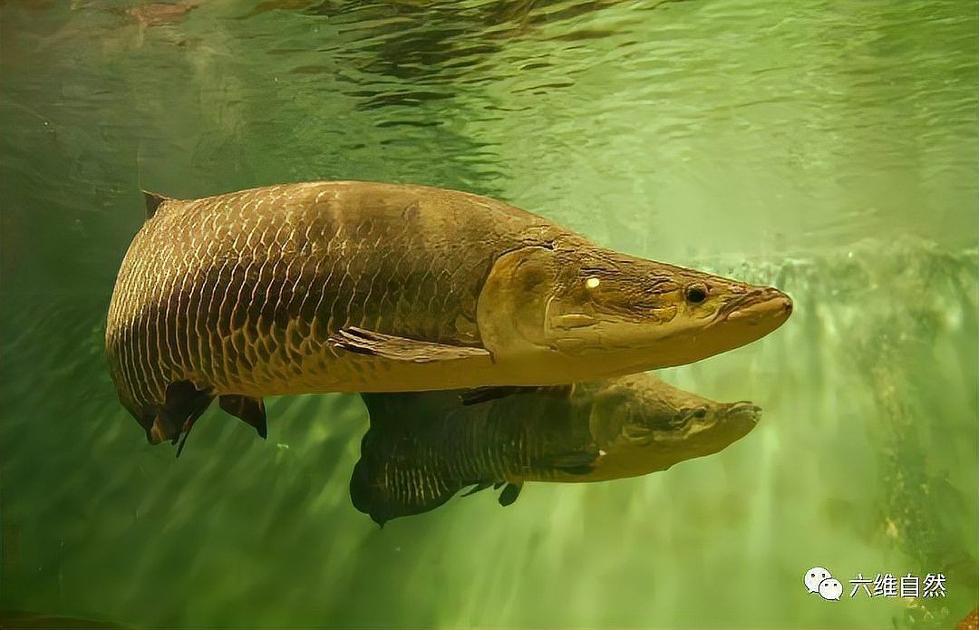 巨骨舌魚vs食人魚:亞馬遜水域的巨型掠食者 龍魚百科 第14張 巨骨舌魚vs食人魚:亞馬遜水域的巨型掠食者 巨骨舌魚vs食人魚:亞馬遜水域的巨型掠食者 龍魚百科 第14張