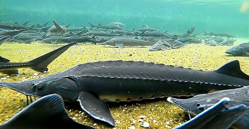 巨骨舌魚vs食人魚:亞馬遜水域的巨型掠食者 龍魚百科 第3張 巨骨舌魚vs食人魚:亞馬遜水域的巨型掠食者 巨骨舌魚vs食人魚:亞馬遜水域的巨型掠食者 龍魚百科 第3張