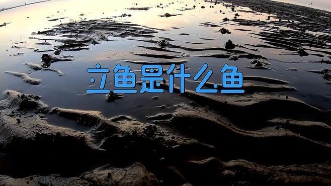 廣東叫立魚是什么魚：中國黃立魚之鄉——珠海金灣區