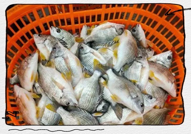 廣東叫立魚是什么魚：中國黃立魚之鄉——珠海金灣區