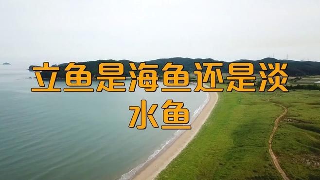 廣東叫立魚是什么魚：中國黃立魚之鄉——珠海金灣區