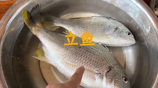 廣東叫立魚是什么魚：中國黃立魚之鄉——珠海金灣區