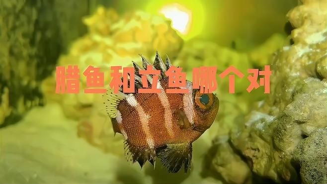 廣東叫立魚是什么魚：中國黃立魚之鄉——珠海金灣區
