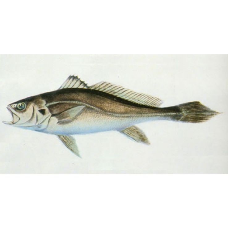 廣東野生淡水魚類大全：廣東省內分布的典型野生淡水魚類