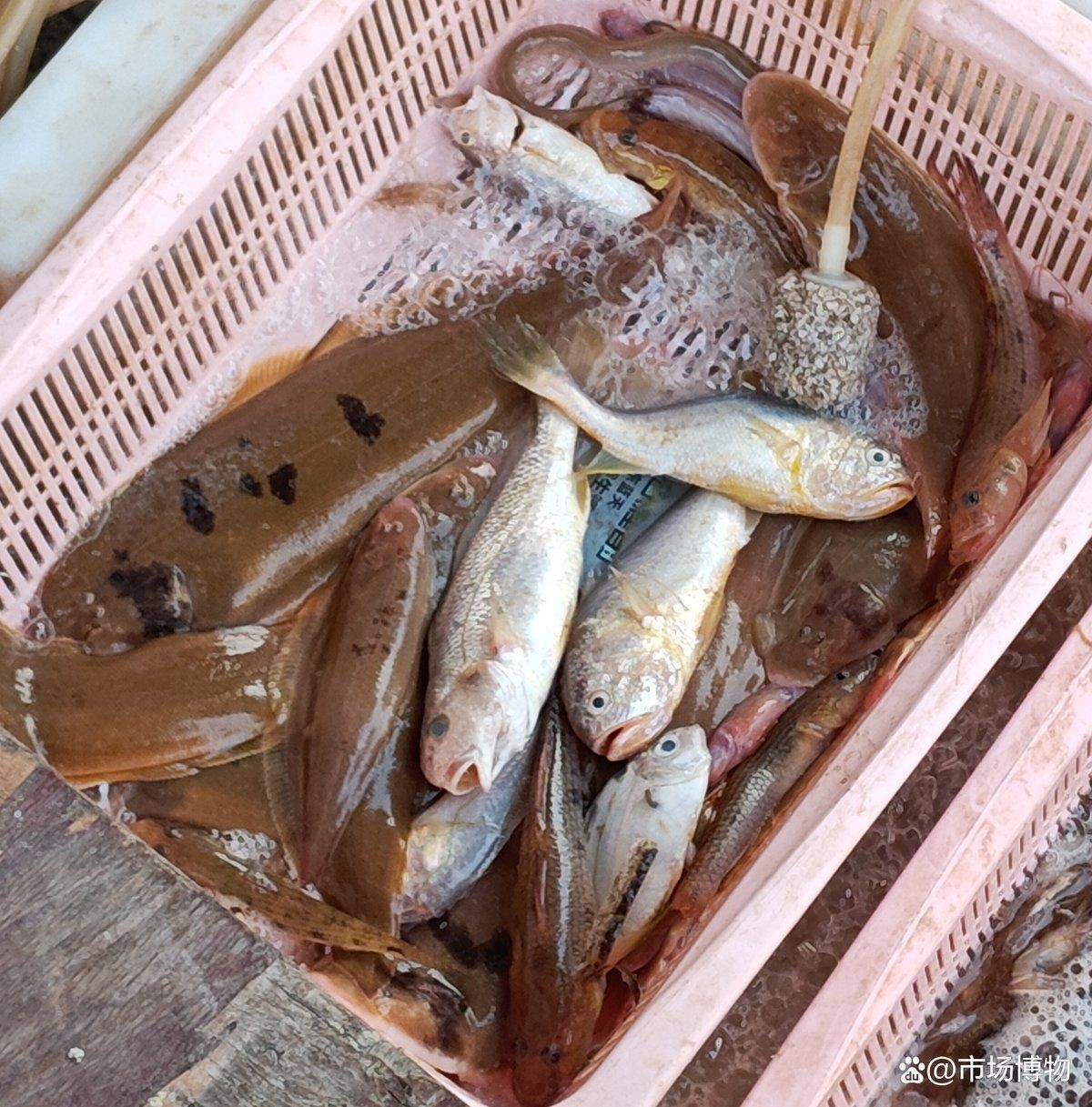廣東野生淡水魚類大全：廣東省內分布的典型野生淡水魚類