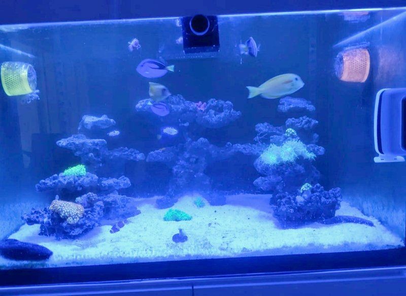 澳龍魚對養殖環境有哪些要求，澳龍魚養殖環境控制得當，澳龍魚的養殖環境有著特定的要求 澳龍魚對養殖環境有哪些要求，澳龍魚養殖環境控制得當，澳龍魚的養殖環境有著特定的要求 龍魚百科 第2張