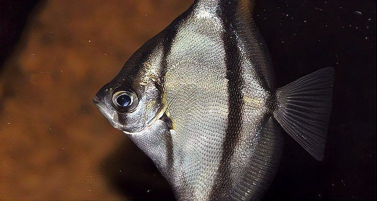 混養黃鰭娼最忌三種魚：魚類觀賞魚混養技術之二黃鰭鯧