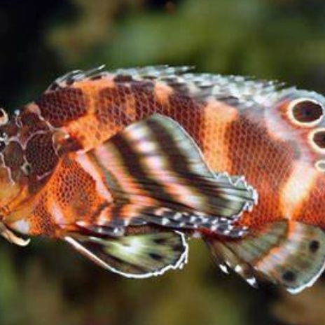 海象魚(yú)品種排名前十：海象魚(yú)中哪個(gè)品種最稀有？