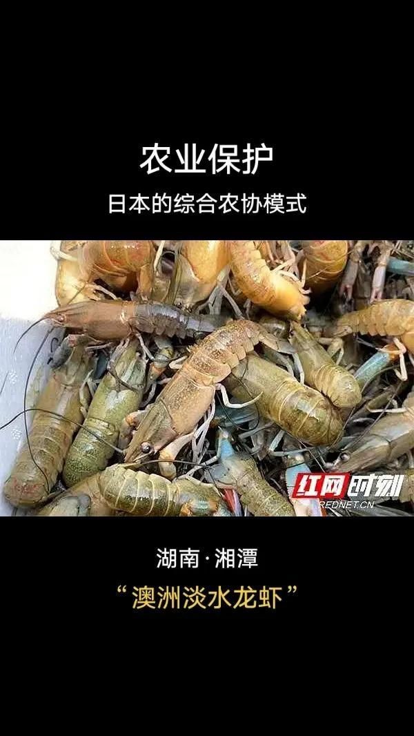 湖南澳洲龍蝦養(yǎng)殖：湖南澳洲龍蝦產(chǎn)業(yè)發(fā)展趨勢