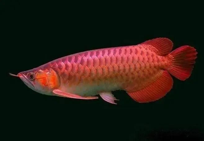 古典龍魚(yú)是哪個(gè)國(guó)家的：“古典龍魚(yú)”并非單一國(guó)家的專屬物種