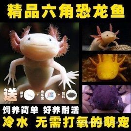 狗頭魚一條多少錢：狗頭魚單條價(jià)格多集中在合理區(qū)間