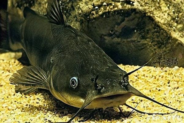 狗仔魚和鯰魚的區別：狗仔魚、紅尾鯰魚、紅尾鯰魚、紅尾鯰魚、紅尾鯰魚、紅尾鯰魚