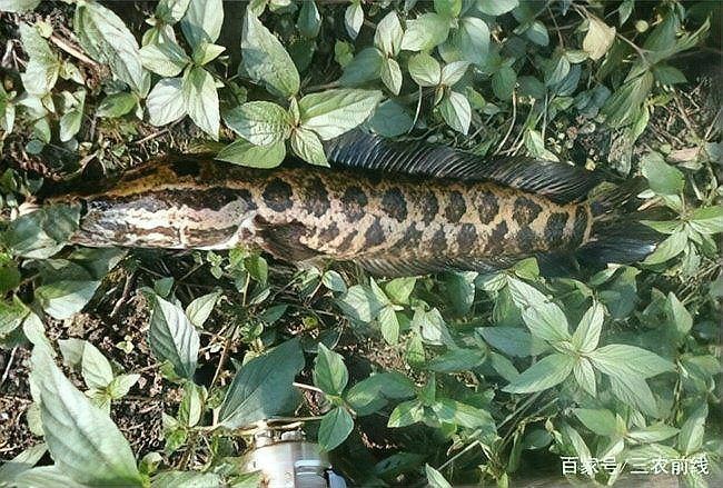 狗仔魚和鯰魚的區別：狗仔魚、紅尾鯰魚、紅尾鯰魚、紅尾鯰魚、紅尾鯰魚、紅尾鯰魚