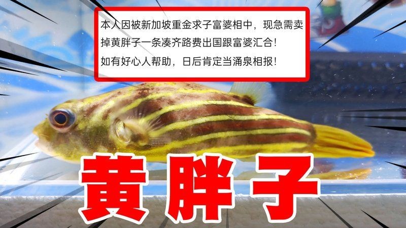狗頭魚一般多少錢：狗頭魚(淡水河豚)常見品種