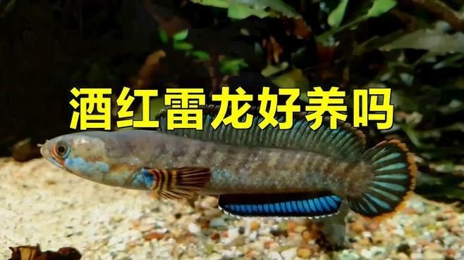 酒紅雷龍魚好養(yǎng)嗎：酒紅雷龍魚怎么養(yǎng) 酒紅雷龍魚好養(yǎng)嗎：酒紅雷龍魚怎么養(yǎng) 龍魚百科 第4張