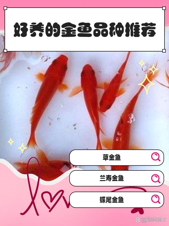 好養的金魚第一名：十大最好養的金魚排名 好養的金魚第一名：十大最好養的金魚排名 全國水族館企業名錄 第5張