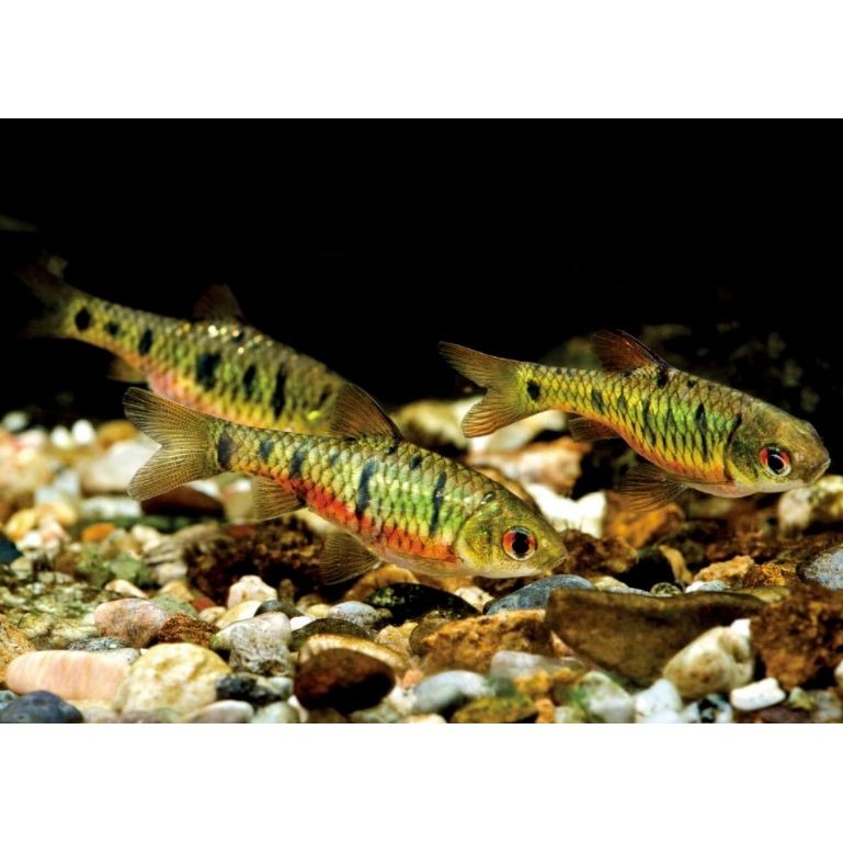 很小很小的觀賞魚叫啥名字：孔雀魚、斑馬丹頂紅、月光魚、白云金絲魚等觀賞魚盤點