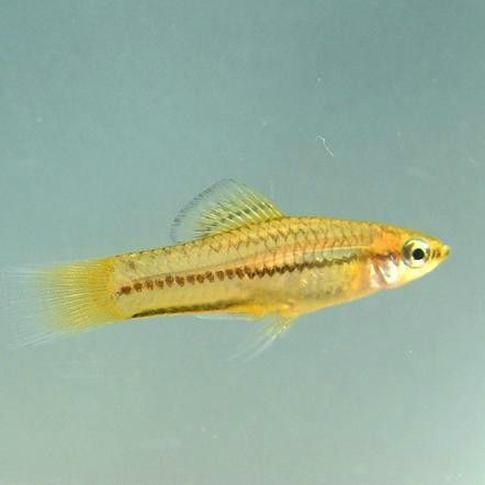 很小很小的觀賞魚叫啥名字：孔雀魚、斑馬丹頂紅、月光魚、白云金絲魚等觀賞魚盤點