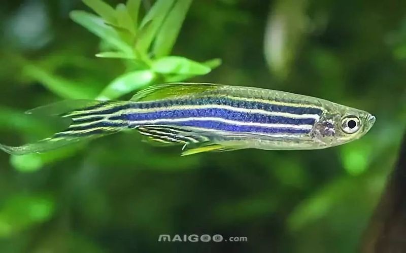 很小很小的觀賞魚叫啥名字：孔雀魚、斑馬丹頂紅、月光魚、白云金絲魚等觀賞魚盤點