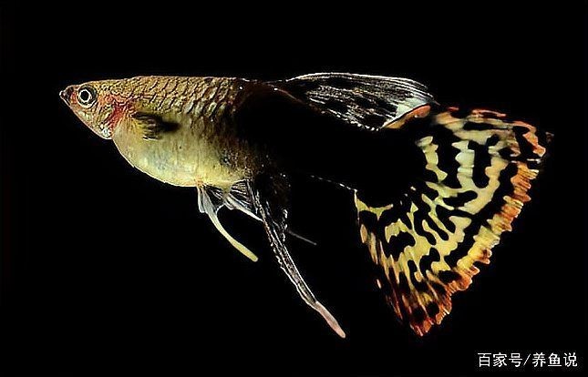 很小很小的觀賞魚叫啥名字：孔雀魚、斑馬丹頂紅、月光魚、白云金絲魚等觀賞魚盤點