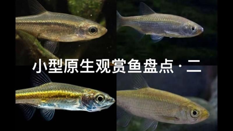 很小很小的觀賞魚叫啥名字：孔雀魚、斑馬丹頂紅、月光魚、白云金絲魚等觀賞魚盤點
