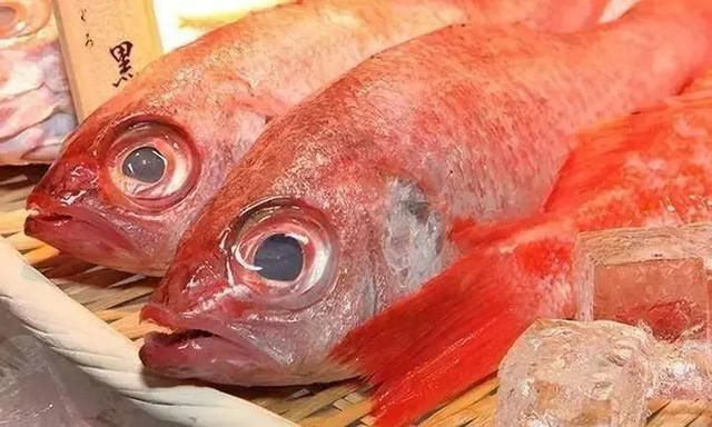 日本的十大名魚:日本十大名魚 龍魚百科 第9張 日本的十大名魚:日本十大名魚 日本的十大名魚:日本十大名魚 龍魚百科 第9張